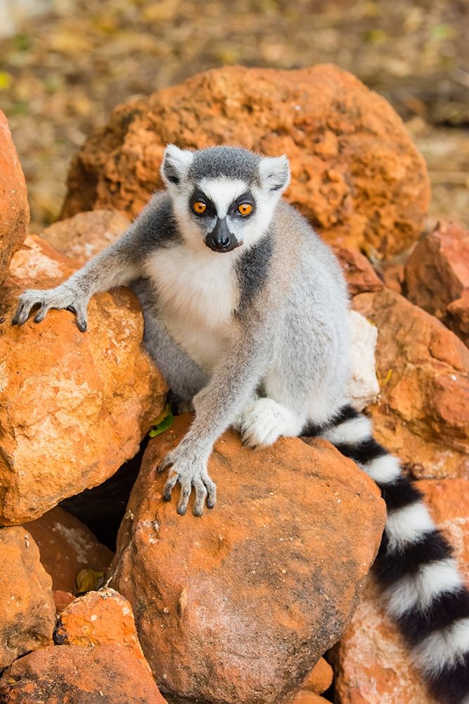 Madagascar-Berenty-Berenty Reserve Ring-tailed lemur sitting on some rocks art print by Inger Hogstrom for $57.95 CAD